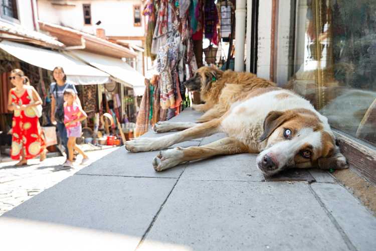 SOKAK KÖPEKLERİ