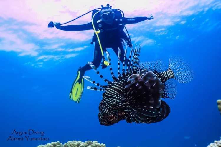 Scuba diver observing marine life beneath the waters of Saros Gulf near İbrice