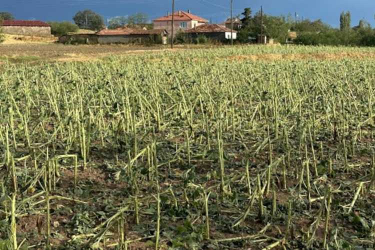 TRAKYA DOLU YAĞIŞI TARLALAR