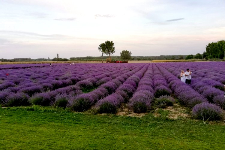 LAVENDER FIELD