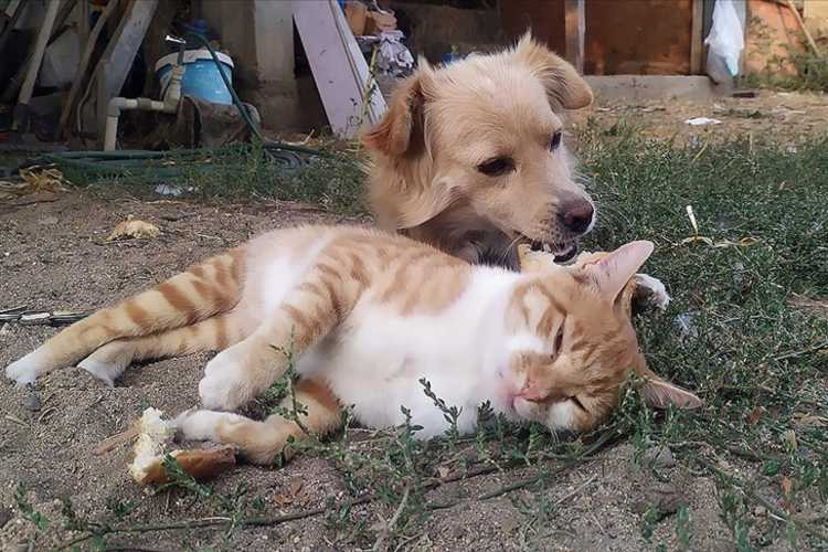 EDİRNE TARIM MÜDÜRLÜĞÜ KEDİ KÖPEK