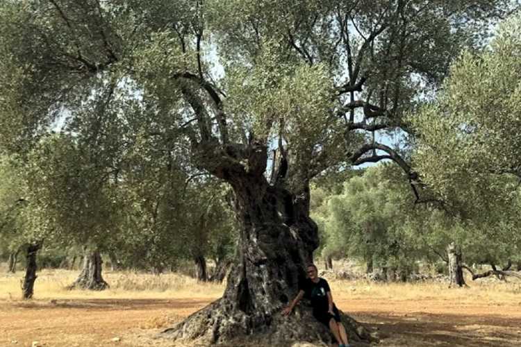 ZEYTİN AĞACI(1)