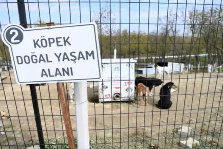 DOĞAL KÖPEK YAŞAM ALANI