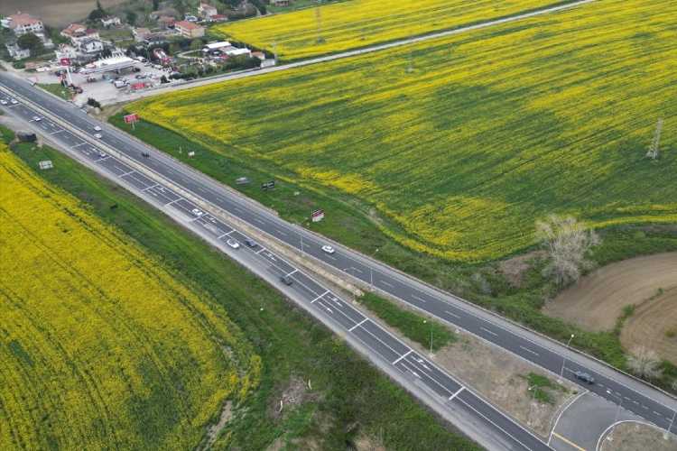Kuş bakışı sarı kanola tarlası, baharda Trakya’da geniş çiçekli tarım alanı