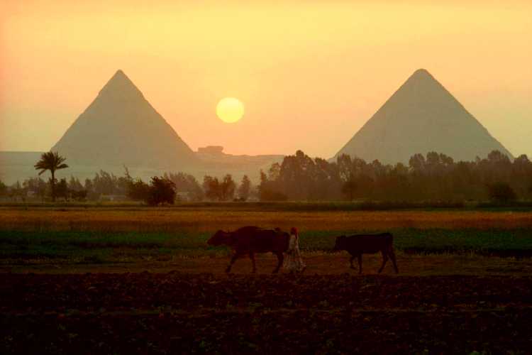 Pyramids of Giza at sunrise with mist, palm trees and a farmer walking cattle in the foreground